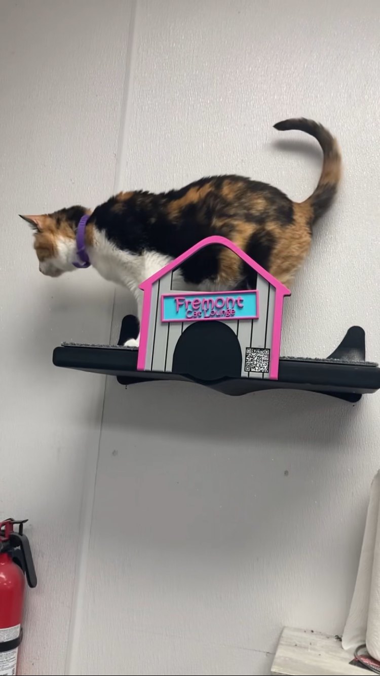 A calico cat standing on a NoDawgs platform beside a cathouse lettered Fremont Cat Lounge