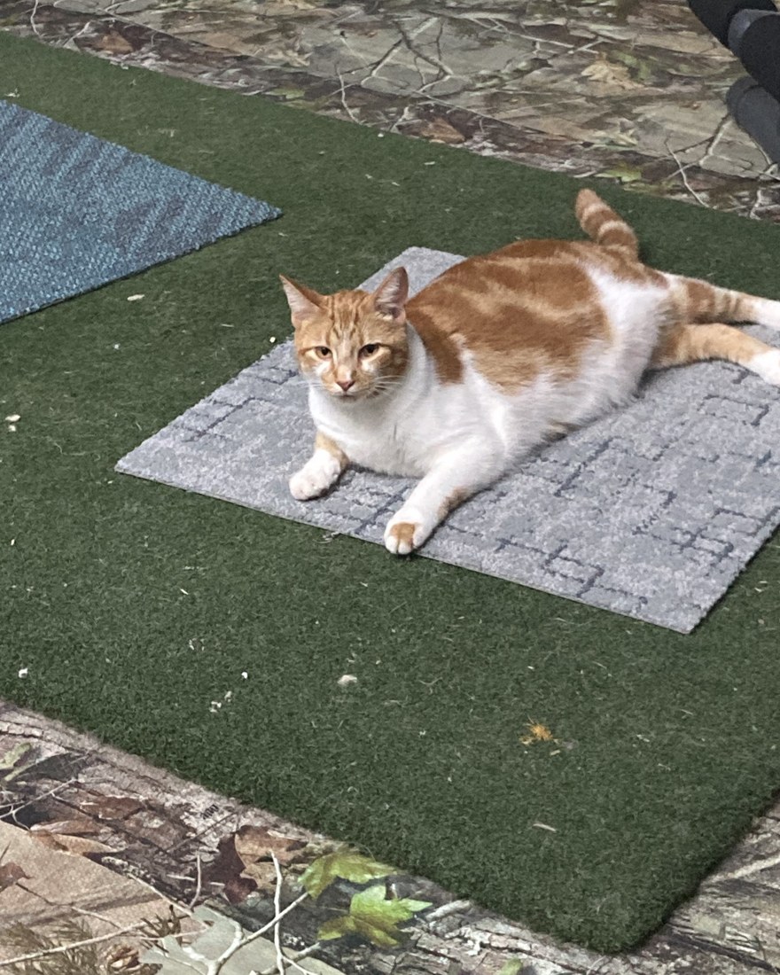 Leonard testing a Cozy Cat Pad